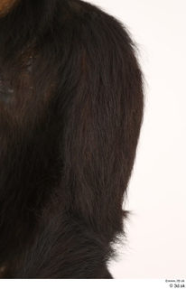  Chimpanzee Bonobo arm shoulder 0003.jpg